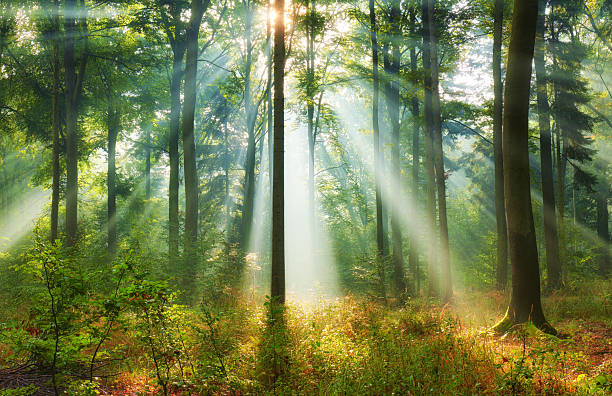 istock Beautiful morning in the forest 2214261842