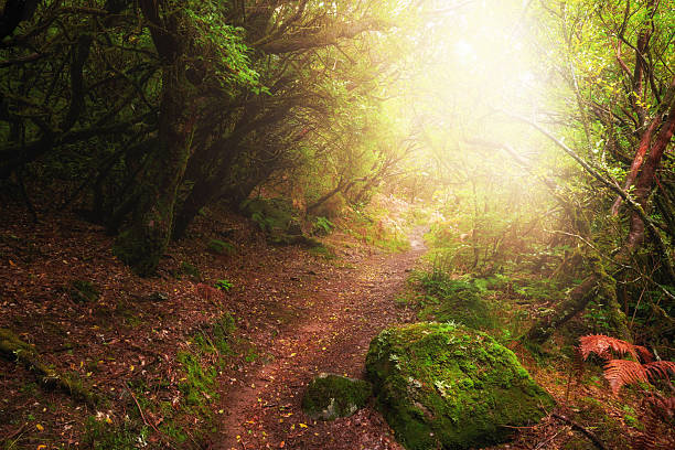 istock Beautiful morning in the forest 2214261870
