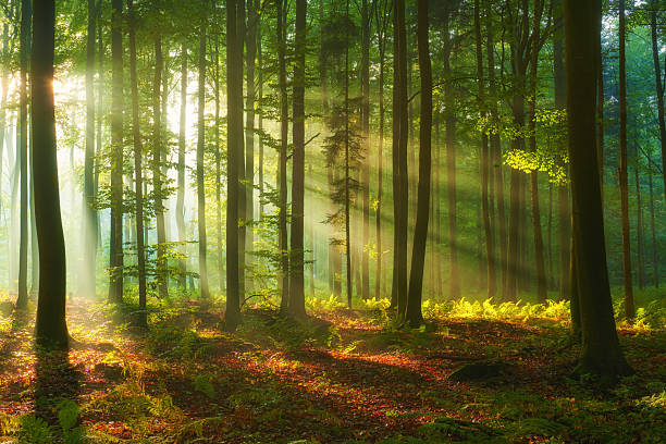 istock Beautiful morning in the forest 2214261871