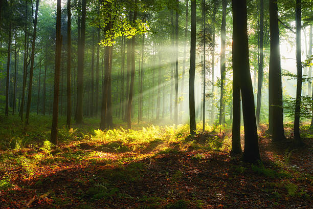 istock Beautiful morning in the forest 2214262202