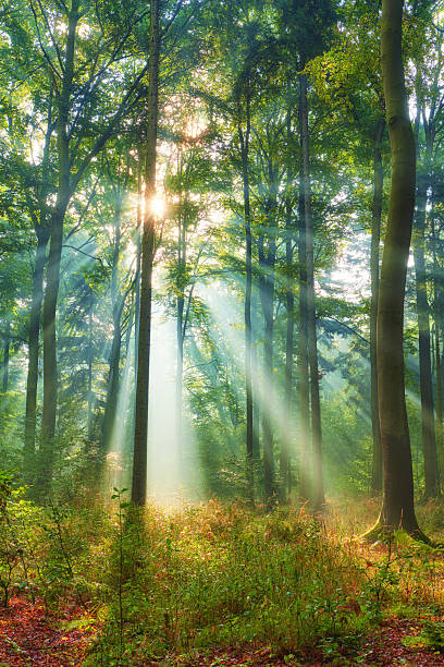 istock Beautiful morning in the forest 2214262637