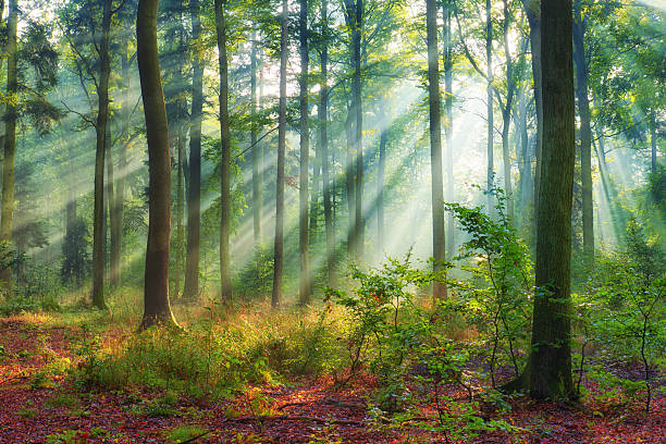 istock Beautiful morning in the forest 2214262667