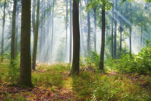istock Autumn morning in old forest 2214262674