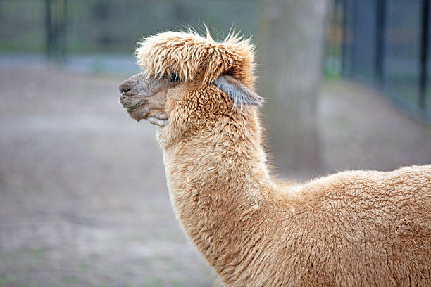 Alpaca in need of a hair trim around eyes close-up portrait.