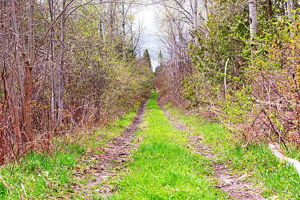 istock Grassy Country Lane Artistic Landscape 2214262728