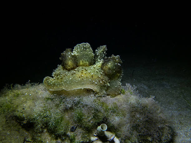 Melibe viridis