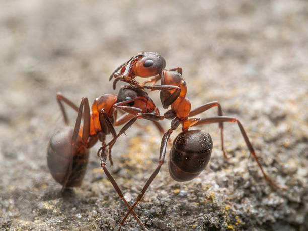 istock Close-up of two ants cleaning each other. 2214266560