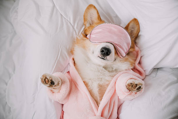 istock Relaxing corgi wearing a sleep mask and cozy robe while napping comfortably on a bed 2214266818