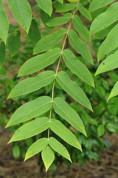 istock Leaf Surface of Manchurian Walnut (Juglans mandshurica) 2214266980
