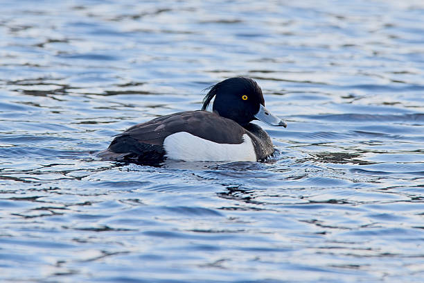 istock Tufted Duck swimming in pond 2214267100