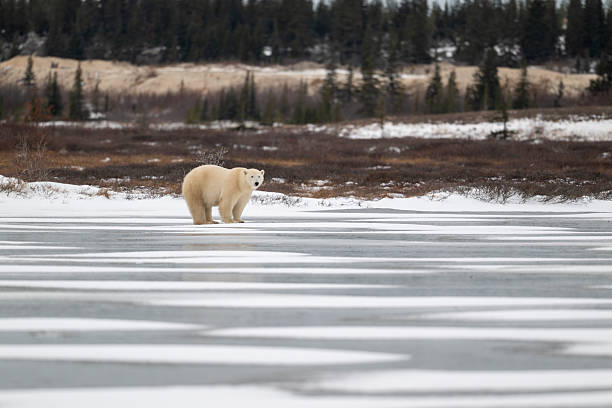 istock Polar bear walking on a frozen lake 2214268290