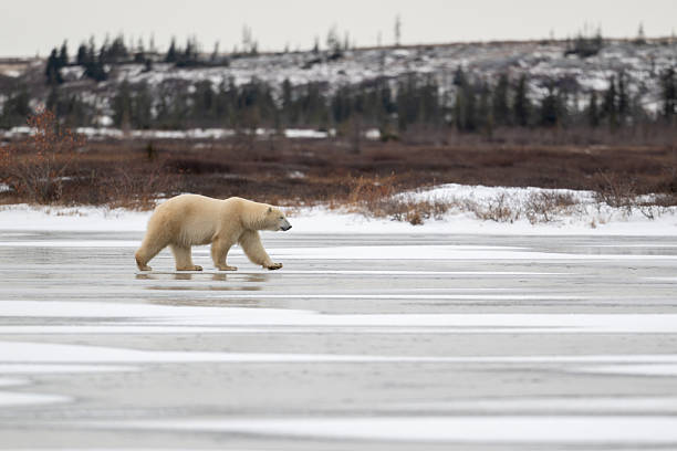 istock Polar bear walking on a frozen lake 2214268293
