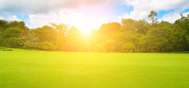 istock Sunrise in tropical park with green grass and beautiful trees. 2214268996