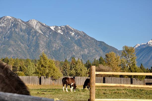 istock Horses Grazing in a Mountain Pasture with Snow-Capped Peaks 2214269672