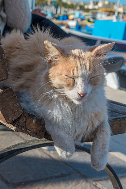 istock Relaxed Cat Lounging on a Sunny Bench in a Coastal Setting 2214270100