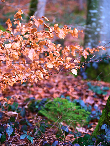 Golden brown leaves gently fall from branches onto the forest floor, blending with vibrant green plants in a peaceful woodland atmosphere.