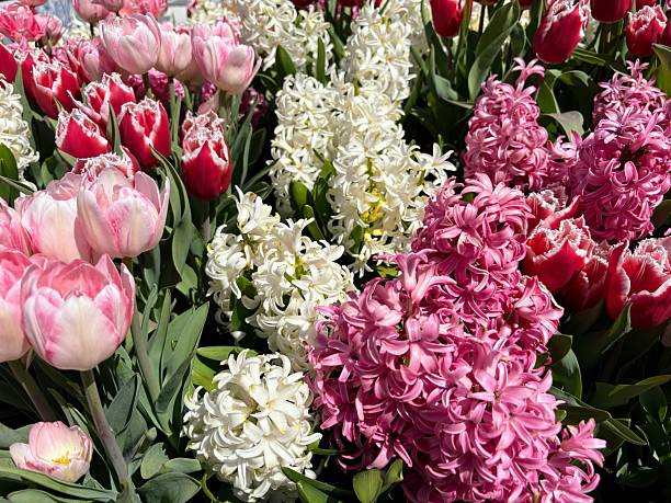 istock Tulips in Holland, Michigan 2214272443