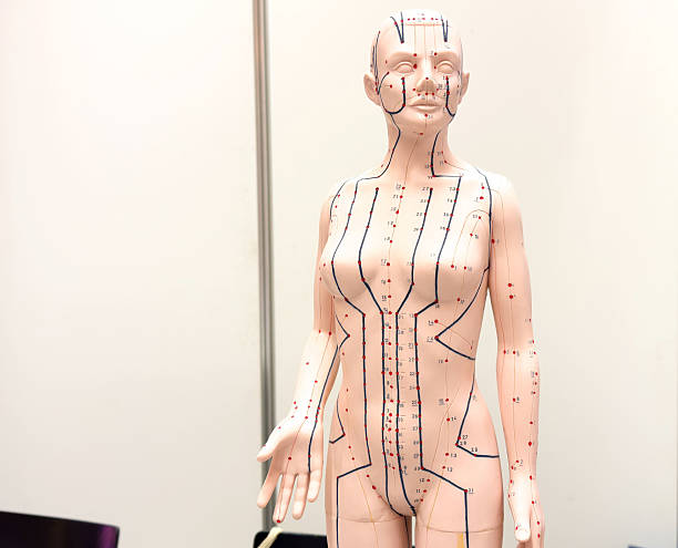 istock Acupuncture diagram on human mannequin with meridians and pressure points 2214272458