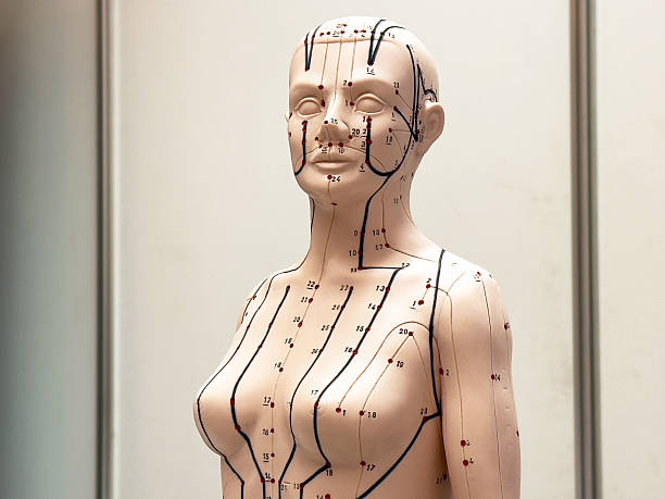 istock Anatomical acupuncture model displaying meridian lines and points 2214272471