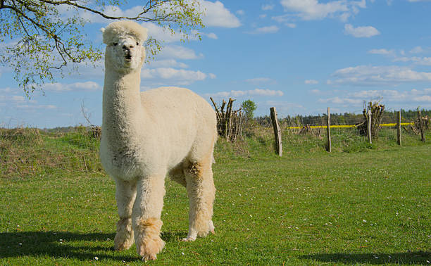 istock Some colourful Alpacas in the meadow 2214272980
