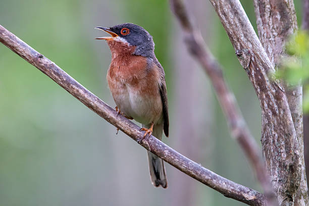 istock Male eastern subalpine warbler is singing. Is a small typical warbler which breeds in the southernmost areas of Europe. Copy space. Curruca cantillans. 2214275884
