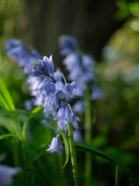 istock Larkspur in macro vertical 2214276656