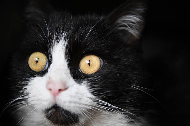 portrait of a beautiful cat on a black background