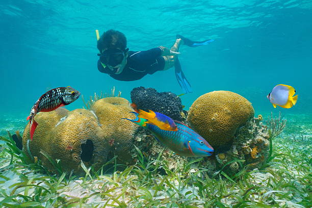 Man snorkeling underwater looking coral with colorful tropical fish, Caribbean sea