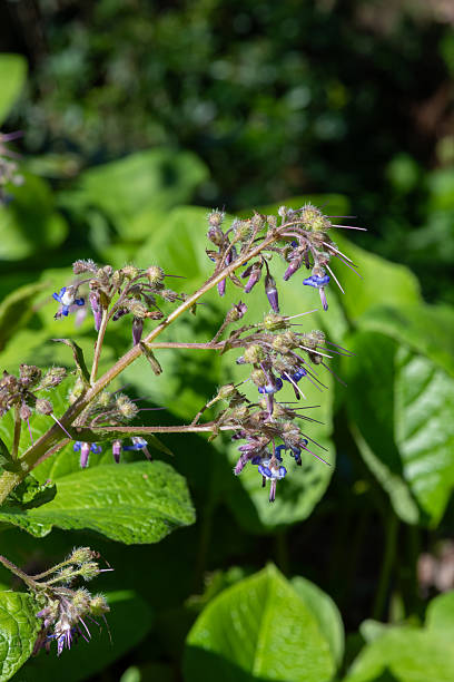 istock Early flowering borage (trachystemon orientalis) flowers 2214278455