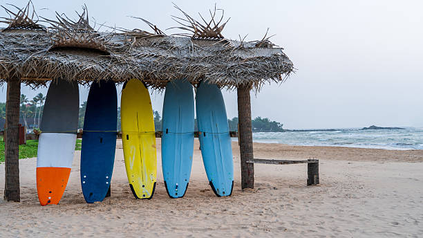istock Surfboard and Palm Tree on the Beach in Sri Lanka 2214280229