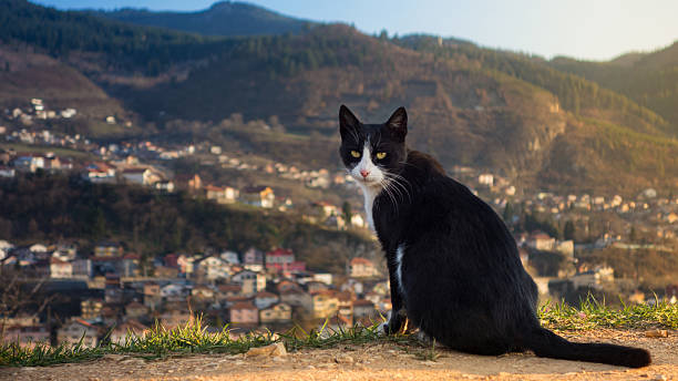 istock A black and white cat is sitting on a hillside 2214281381