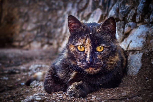 A black and orange cat is laying on the ground. It has yellow eyes