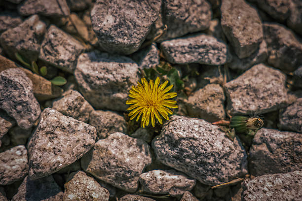 Photo of an yellow Dandelion flower blossom bloom and grow on a black background.  After flowering is finished, the dandelion flower head dries out for a day or two. The dried petals and stamens drop off, the bracts reflex (curve backwards), and the parachute ball opens into a full sphere. Taraxacum  is a large genus of flowering plants in the family Asteraceae, which consists of species commonly known as dandelions. The scientific and hobby study of the genus is known as taraxacology. The genus is native to Eurasia and North America, but the two most commonplace species worldwide, T. officinale (the common dandelion) and T. erythrospermum (the red-seeded dandelion), were introduced from Europe into North America, where they now propagate as wildflowers.
