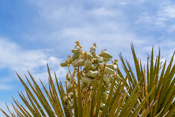 Joshua Tree Yucca Brevifolia with unopened green bloom clusters buds