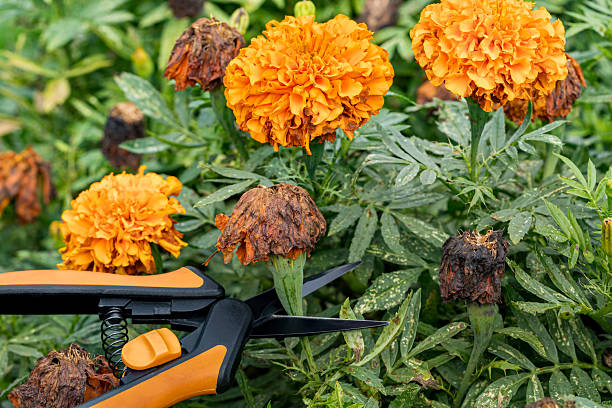 Marigold plant with wilting flowers.