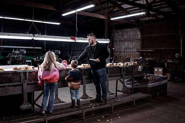 A man checks rutabagas for imperfections and sorts the root vegetables based on size as they pass along a conveyor belt in a processing facility on his family's farm, as his kids watch and help.