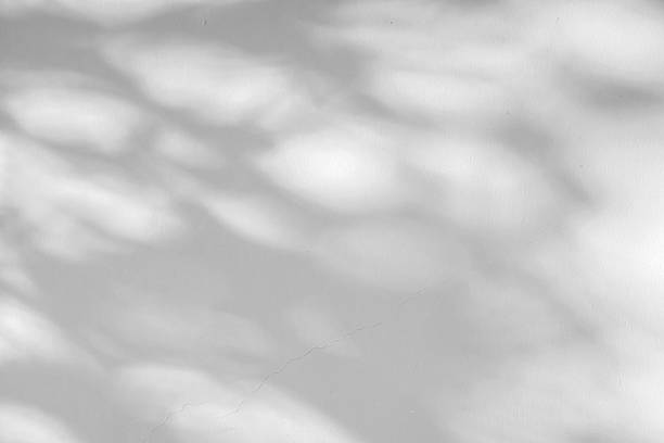 istock Abstract natural tree branch leaves shadow on white wall background 2214287180