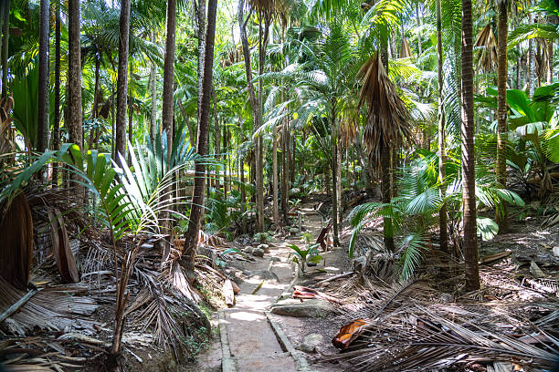 Tropical jungle path in Seychelles with dense palms, wild flora, tree trunks, sunlight, shadows, lush vegetation, green foliage, earthy ground and natural adventurous landscape