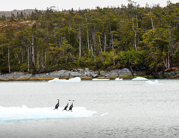 In Eyre Fjord on Chile’s southwest coast, these water fowl, cormorants, look like they are enjoying the ride! This is just downstream for Glacier Pio XI. These waters and forests support many species of animals.