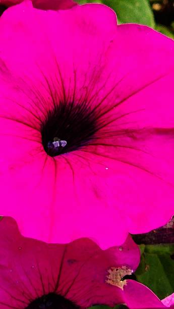 istock Green House Blooms 2214298235
