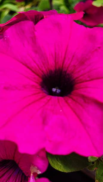 istock Green House Blooms 2214298239