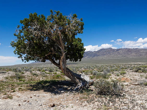 Lone twisted tree in a Great Basin desert valley