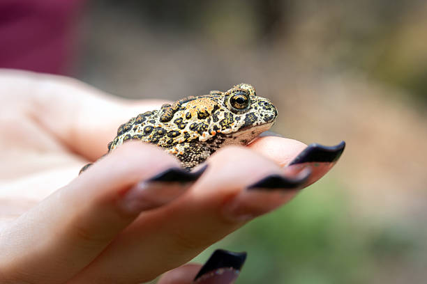 istock Woman's hand is holding little Canadian toad in summer woods. 2214300311