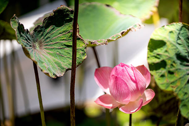 Pink lotus flower in lake