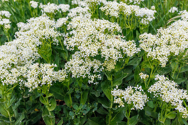 istock Lepidium draba White Flowers in Natural Meadow 2214304367