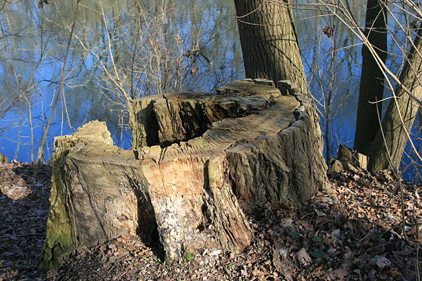 An old stump of dead tree in forest,fall of nature.Tree Stump,Old,Nature,Tree,Dead,Plant,Forest,No People,Tree Trunk,Autumn,Wood - Material,Falling,Broken,Damaged