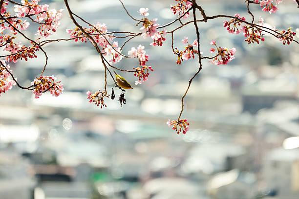 Kanagawa Pref
