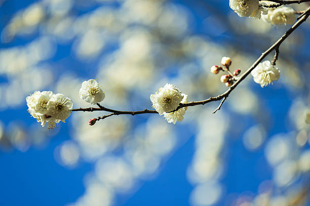 Beautiful spring blossoms, cherry fruit tree blooming, small white flowers, nature outdoors