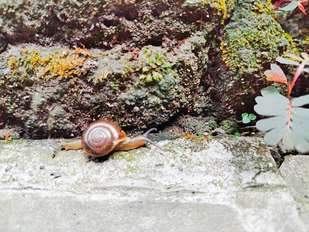 Two snails running in nature background green color look great moment of animal.