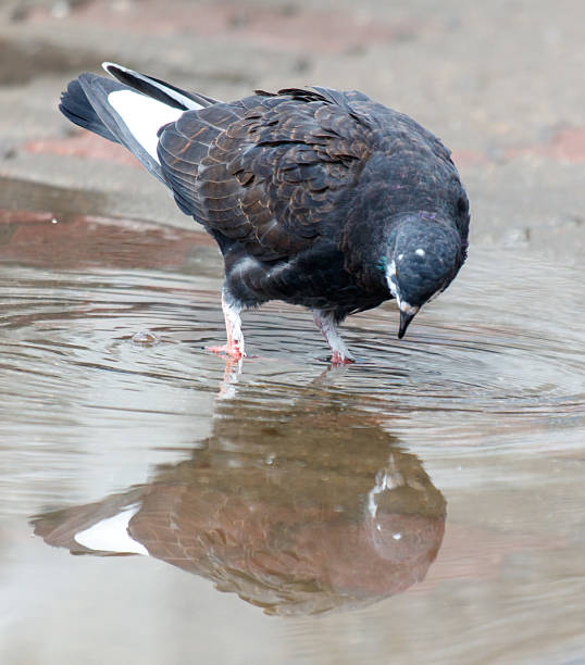 istock A pigeon is standing in a puddle of water 2214313442